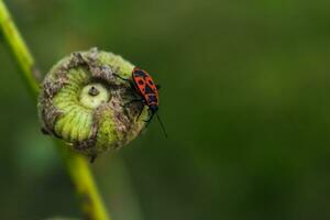 il firebug è un' rosso insetto con nero macchie, nel giardini, essi Aiuto eliminare giardino parassiti, siamo essenziale per il ecosistema, pirrocoris apterus foto