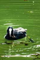 folaga, piccolo nero guadare uccello con bianca becco su un' lago, fulica atra foto