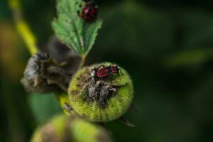 il firebug è un' rosso insetto con nero macchie, nel giardini, essi Aiuto eliminare giardino parassiti, siamo essenziale per il ecosistema, pirrocoris apterus foto