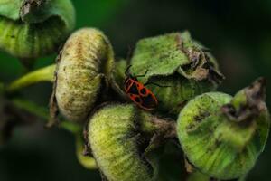 il firebug è un' rosso insetto con nero macchie, nel giardini, essi Aiuto eliminare giardino parassiti, siamo essenziale per il ecosistema, pirrocoris apterus foto