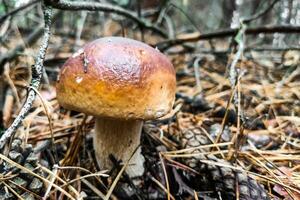 il grande fungo boletus edulis cresce nel un' conifero foresta. foto