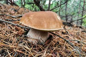 il grande fungo boletus edulis cresce nel un' conifero foresta. foto