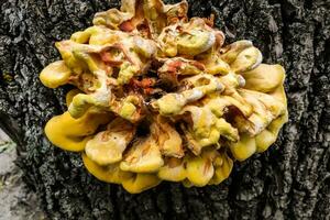 un' enorme giallo fungo-parassita laetiporus sulfurei è cresciuto su un' bruciato albero. foto