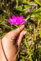 rosa dianthus deltoidi nel mani su il sfondo di il campo. foto