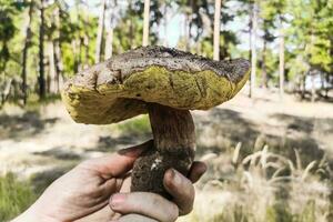 il grande fungo boletus edulis cresce nel un' conifero foresta. foto