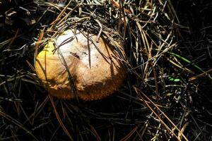 suillus in crescita su erba nel conifero foresta, fungo raccogliere foto