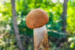 l. aurantiacum su il sfondo di un' verde foresta, fungo raccolto. foto