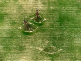 energia piloni nel verde campo. aereo Visualizza su verde Grano campo con energia piloni nel campagna. campo di Grano soffiaggio nel il vento su tramonto. agronomia, industria e cibo produzione. foto