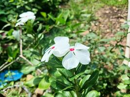 il toccare dara fiore, quale ha il scientifico nome catharanthus roseo, vite nel tropicale le zone. foto