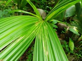 giovane Noce di cocco le foglie di tropicale verde albero, astratto naturale sfondo. foto