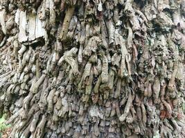 Noce di cocco albero radici apparire per il terra perché il albero è vecchio. foto