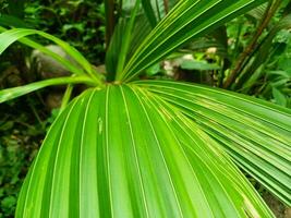 giovane Noce di cocco le foglie di tropicale verde albero, astratto naturale sfondo. foto