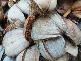 asciutto tropicale Noce di cocco conchiglia e fibra pelle. vicino su Marrone isola estate pianta. foto