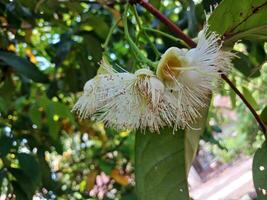 il rosa guaiava fiore ha il scientifico nome syzygium jambos. Questo guaiava frutta ha un' forte aroma piace Rose. foto