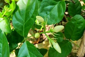 bellissimo bianca gelsomino fiore mini cuffie o jasminum sambac nel un' naturale giardino sfondo. il fiore con il scientifico nome jasminum sambac. foto