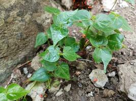 peperomia pellucida in crescita nel il casa giardino. foto