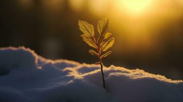 ai generato un' resiliente pianta prospera nel il neve a tramonto, in mostra il bellezza di della natura perseveranza. generativo ai foto