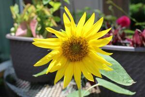 giovane girasole nel pieno fioritura. foto