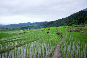 paesaggio valle terrazzato risaia riso i campi su montagna su montagna nel il campagna, Chiang Mai Provincia di Tailandia. viaggio nel verdura tropicale piovoso stagione concetto foto