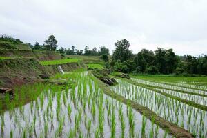 paesaggio valle terrazzato risaia riso i campi su montagna su montagna nel il campagna, Chiang Mai Provincia di Tailandia. viaggio nel verdura tropicale piovoso stagione concetto foto