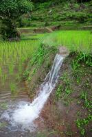 naturale acqua è caduta a terrazza risaia riso i campi nel Tailandia foto