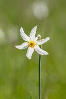 nonna. narcissus poeticus fiore simbolico di andorra foto