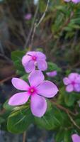 bellissimo natura fotografia foto