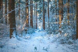 nevoso inverno nel un' foresta nel Germania foto