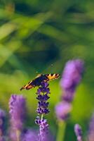 farfalla potabile nettare a partire dal lavanda fiore foto