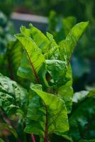 gustoso le foglie di rosso bietola pianta foto