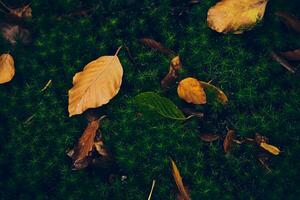 Marrone le foglie su muschioso terra foto