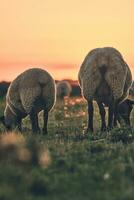 Due pecora pascolo nel tramonto a partire dal dietro a foto