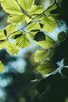 verde le foglie splendente nel luce del sole foto