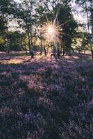 Alba al di sopra di fioritura erica nel fischbeker heide foto