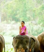 un' bellissimo tailandese poco ragazza con tailandese settentrionale tradizionale vestito recitazione e equitazione un di elefante collo per foto sparare su sfocato sfondo.
