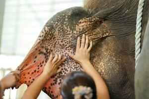 avvicinamento mani di veterinario è sensazione il la zona di un di elefante orecchio per trova un' sangue nave per inserire un' siringa per dare soluzione salina per un' malato elefante. foto