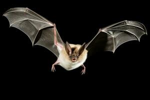 ai generato realistico pipistrello clipart foto