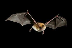 ai generato realistico pipistrello clipart foto