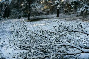 dopo il neve ha caduto su un' montagna bicicletta attraverso il fischbeker heide natura Riserva vicino amburgo foto