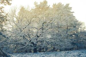 dopo il neve ha caduto su un' montagna bicicletta attraverso il fischbeker heide natura Riserva vicino amburgo foto