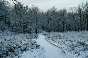 dopo il neve ha caduto su un' montagna bicicletta attraverso il fischbeker heide natura Riserva vicino amburgo foto