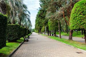 pedone vicolo nel viale nel batumi su autunno foto