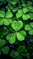 ai generato verde trifoglio le foglie con gocce di acqua. st. Patrick giorno generato con ai foto