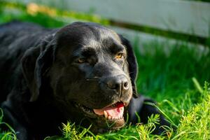 un' simpatico cane bugie su il erba. labrador cane da riporto nero giovane ritratto. foto