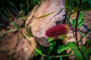 annatto albero nel il foresta foto