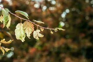 un' ciliegia prugna albero con rosso frutta. prunus cerasifera. foto