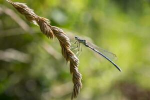 bellissimo natura scena avvicinamento o macro immagine di un' libellula a il pianta. libellula nel natura. sfocato sfondo foto