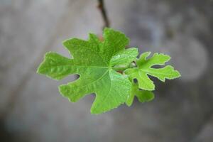 macro avvicinamento giovane fresco Figura le foglie mentre esso ha stato spruzzatura con fertilizzante soluzione , il fertilizzante procedura di il Figura albero nel un' pentola. selettivo messa a fuoco. foto