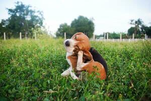 un adorabile beagle cane graffiare corpo all'aperto su il erba campo nel il sera. foto