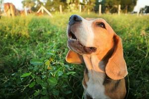 testa tiro ,avvicinamento su viso un' carino beagle cane dire bugie su il erba campo, tiro con un' superficiale profondità di campo. foto